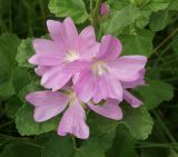 Malva thuringiaca