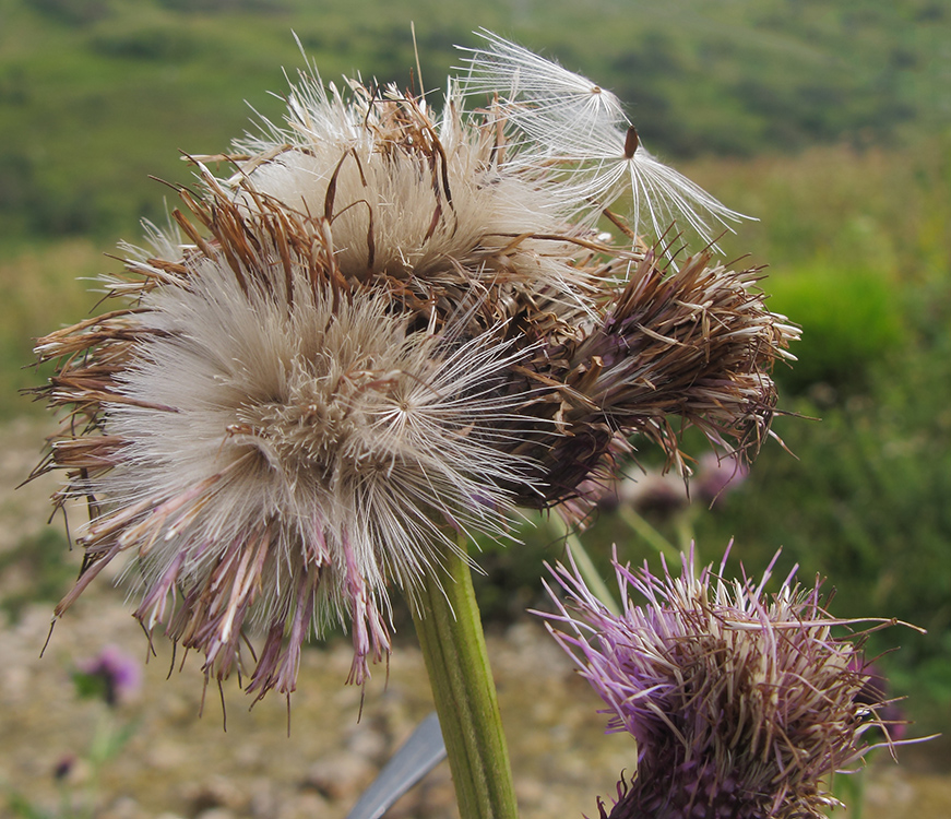 Изображение особи Cirsium sychnosanthum.