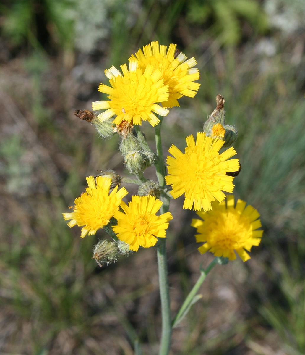 Изображение особи Pilosella echioides.