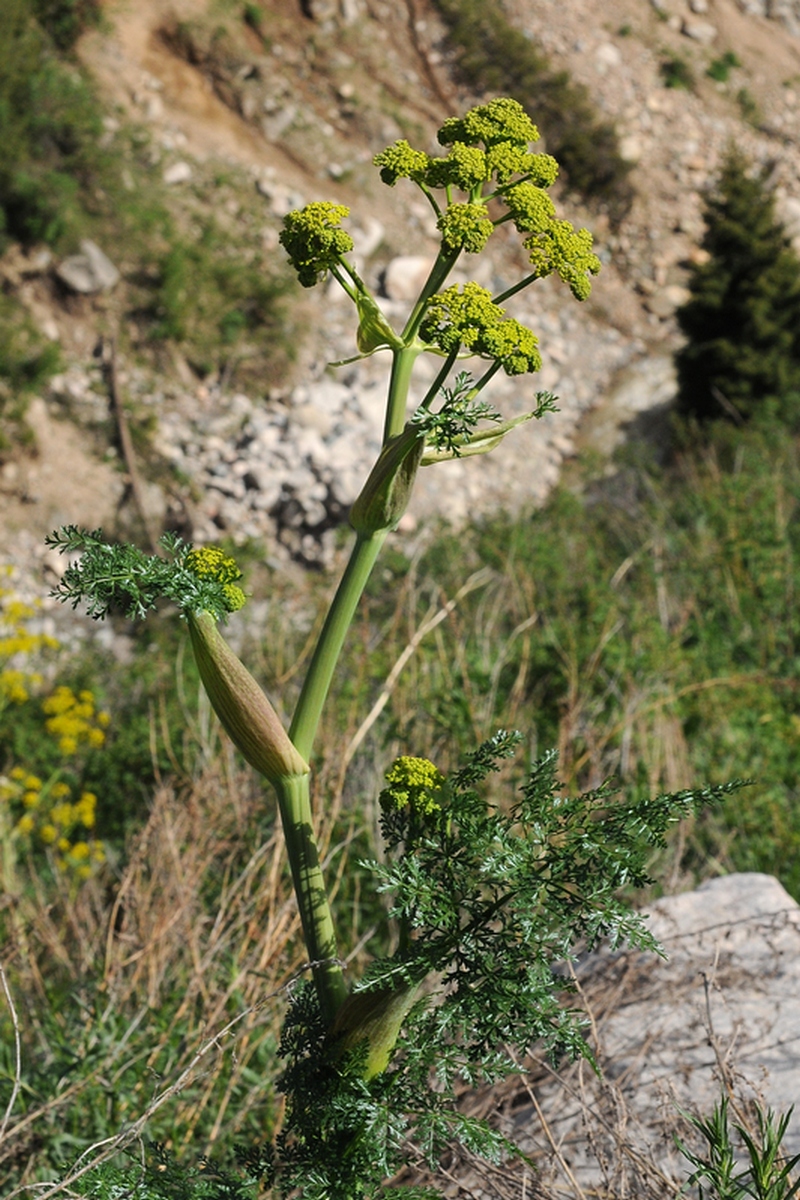 Image of Ferula kelleri specimen.