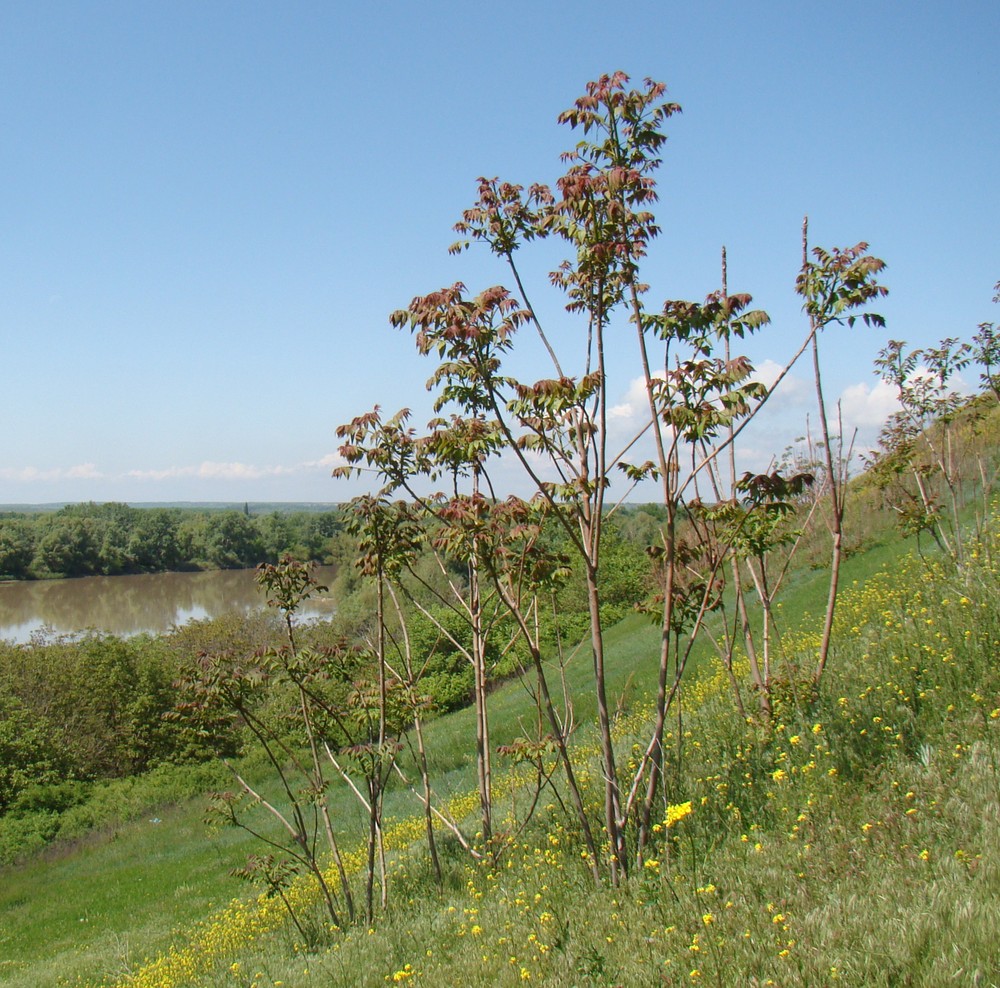 Изображение особи Ailanthus altissima.