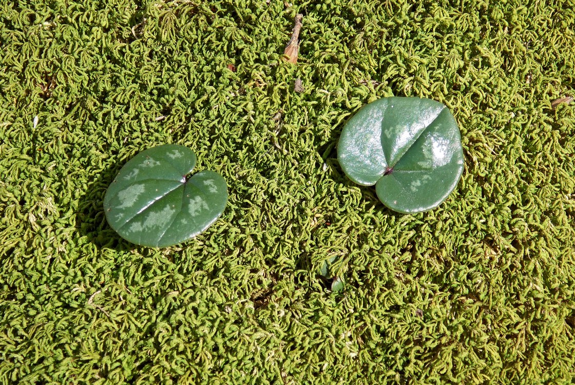 Image of Cyclamen coum specimen.
