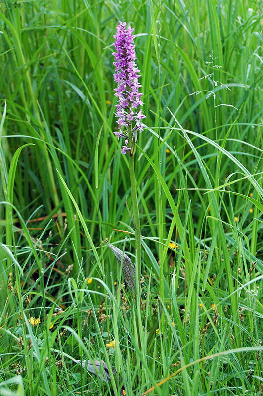 Image of Dactylorhiza &times; kerneriorum specimen.