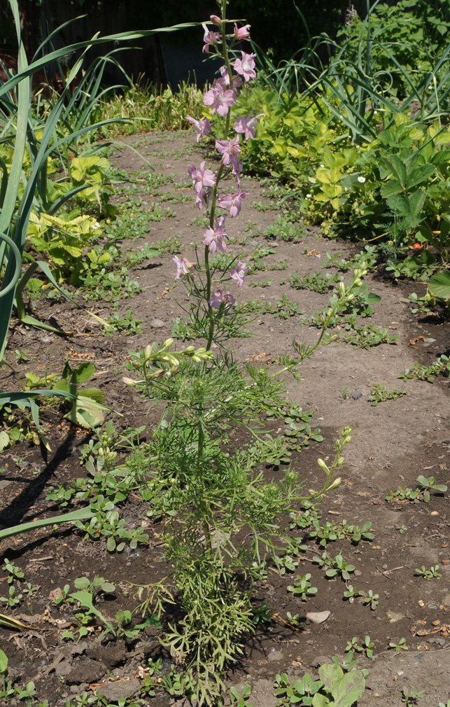 Image of Delphinium ajacis specimen.