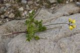 Oxalis pes-caprae f. pleniflora