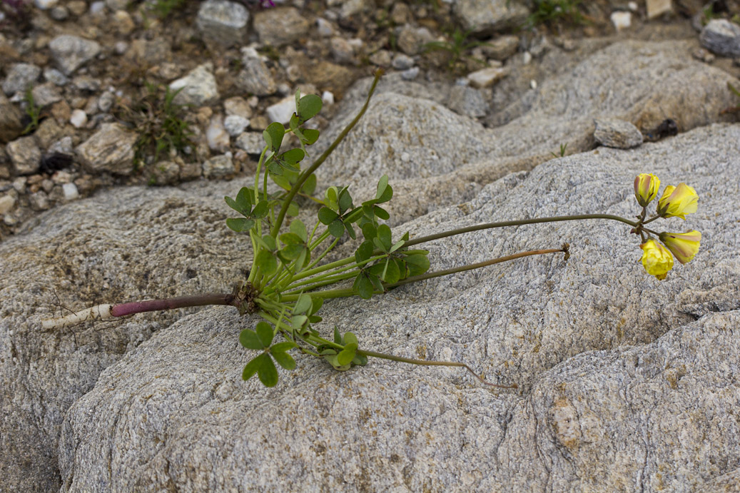 Изображение особи Oxalis pes-caprae f. pleniflora.