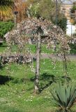 Cerasus subhirtella
