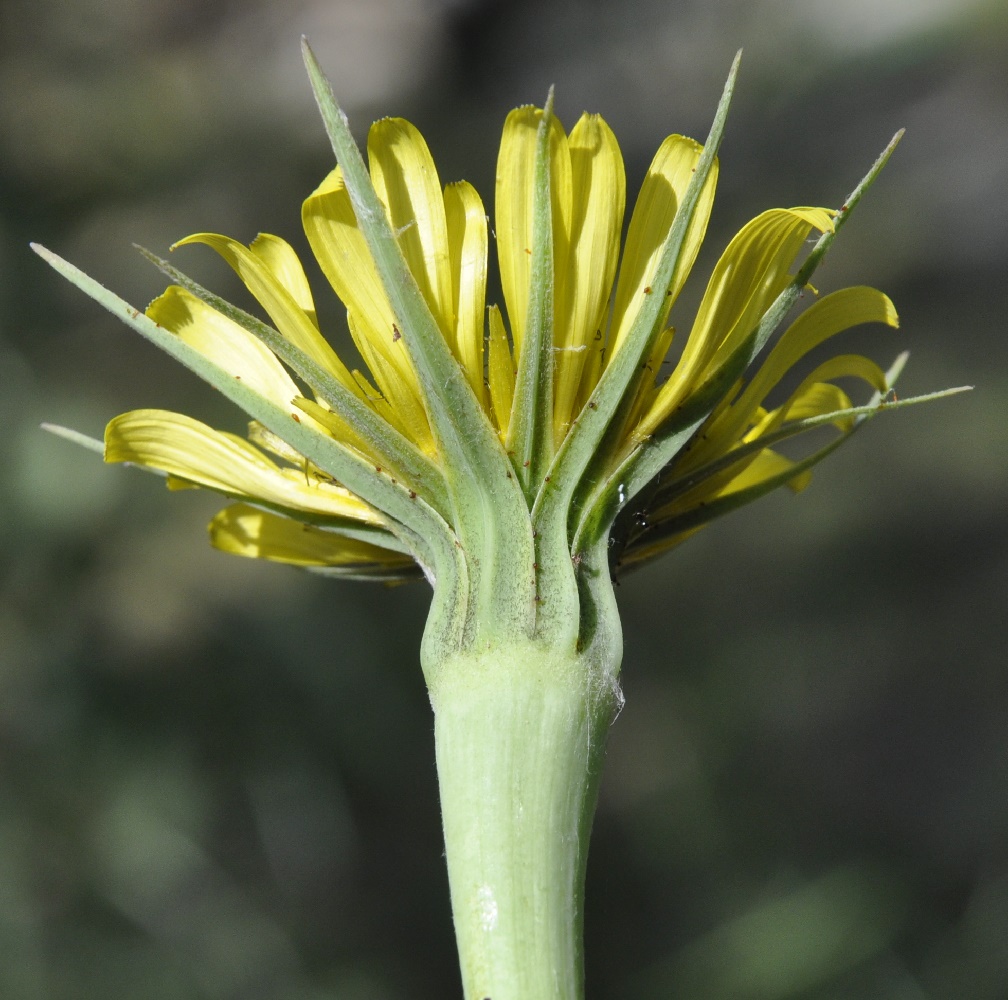 Image of Tragopogon dubius specimen.