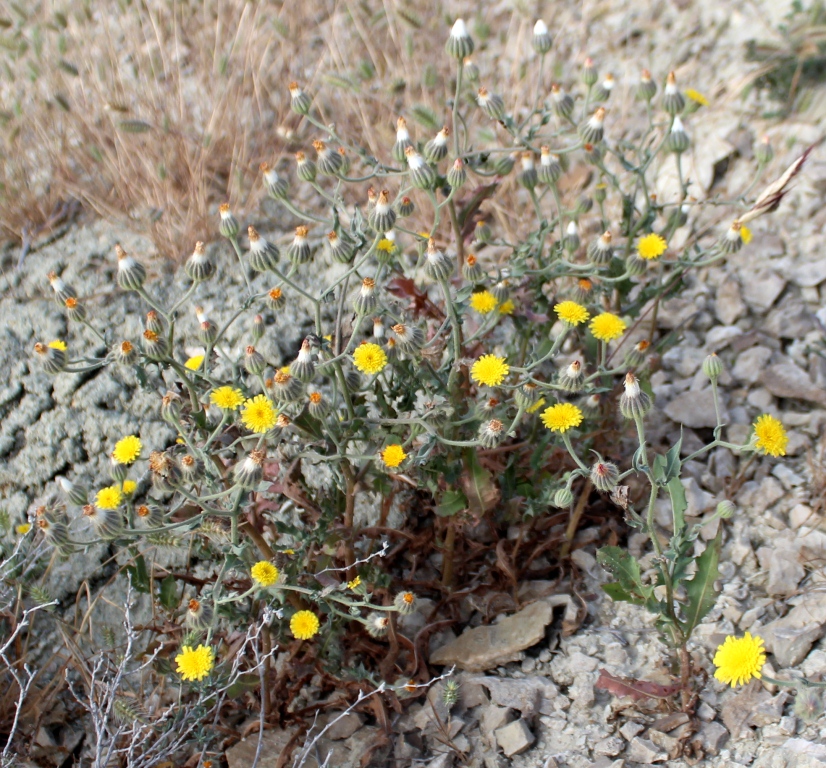 Image of Crepis kotschyana specimen.