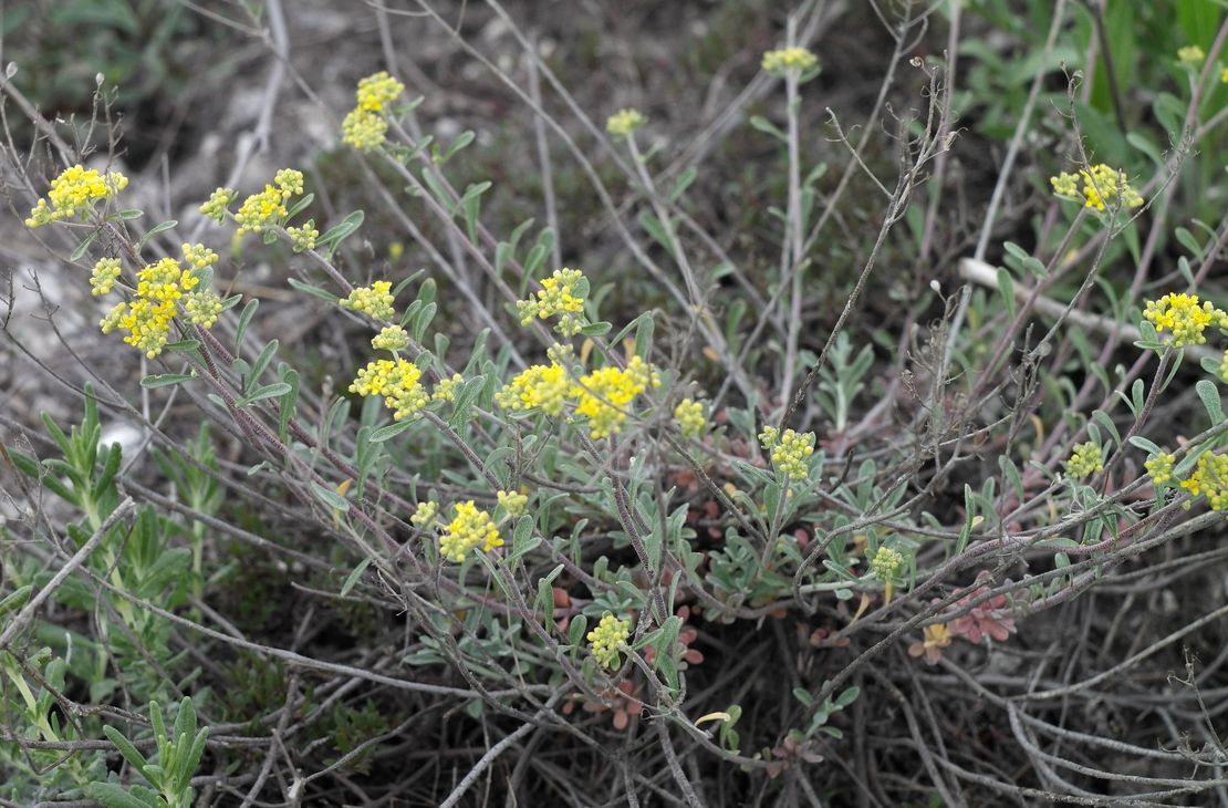 Image of Odontarrhena tortuosa specimen.