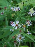 Symphyotrichum novi-belgii. Верхушка цветущего растения. Санкт-Петербург. 16.09.2009.