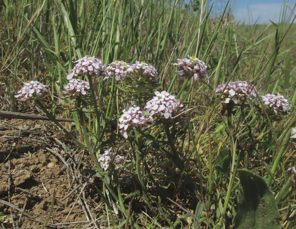 Изображение особи Iberis simplex.