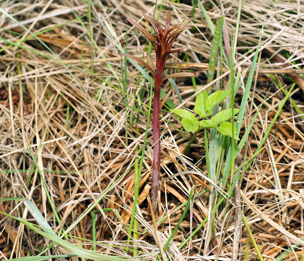 Изображение особи Chamaenerion angustifolium.