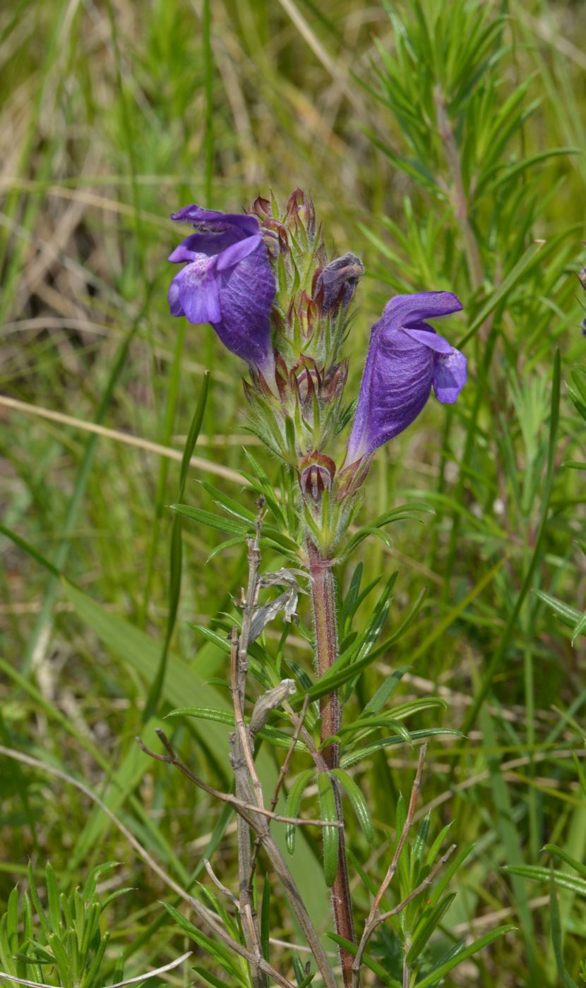 Изображение особи Dracocephalum austriacum.