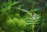 Vicia sepium