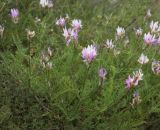 Astragalus jelenevskyi