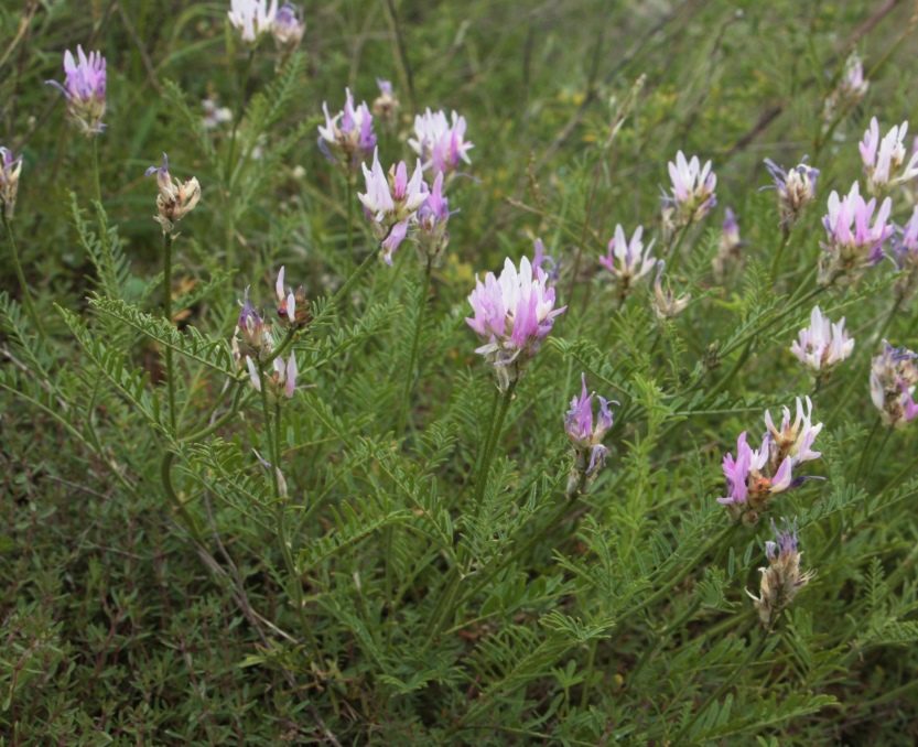 Изображение особи Astragalus jelenevskyi.