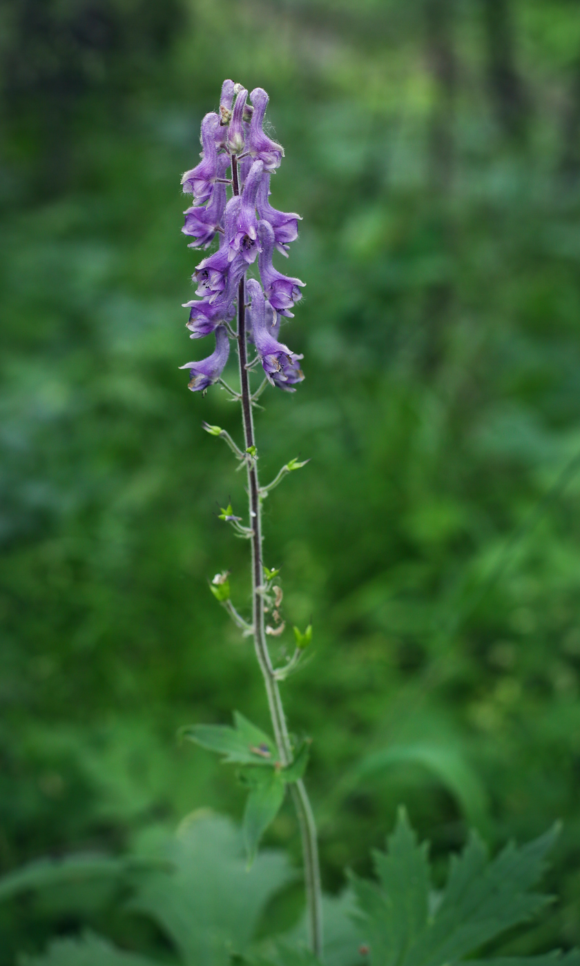 Изображение особи Aconitum septentrionale.