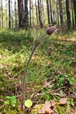 Pulsatilla uralensis