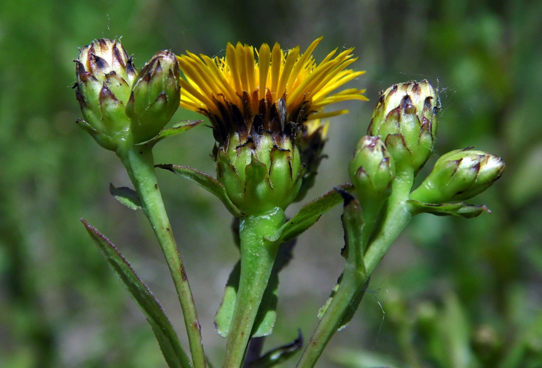 Image of Inula salicina specimen.