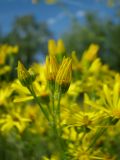 Senecio jacobaea