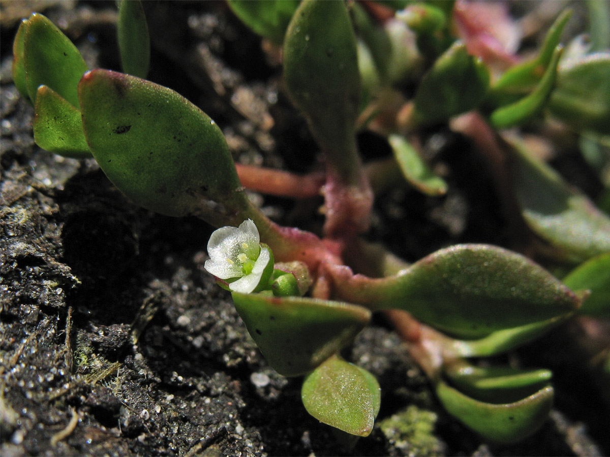 Image of Montia arvensis specimen.