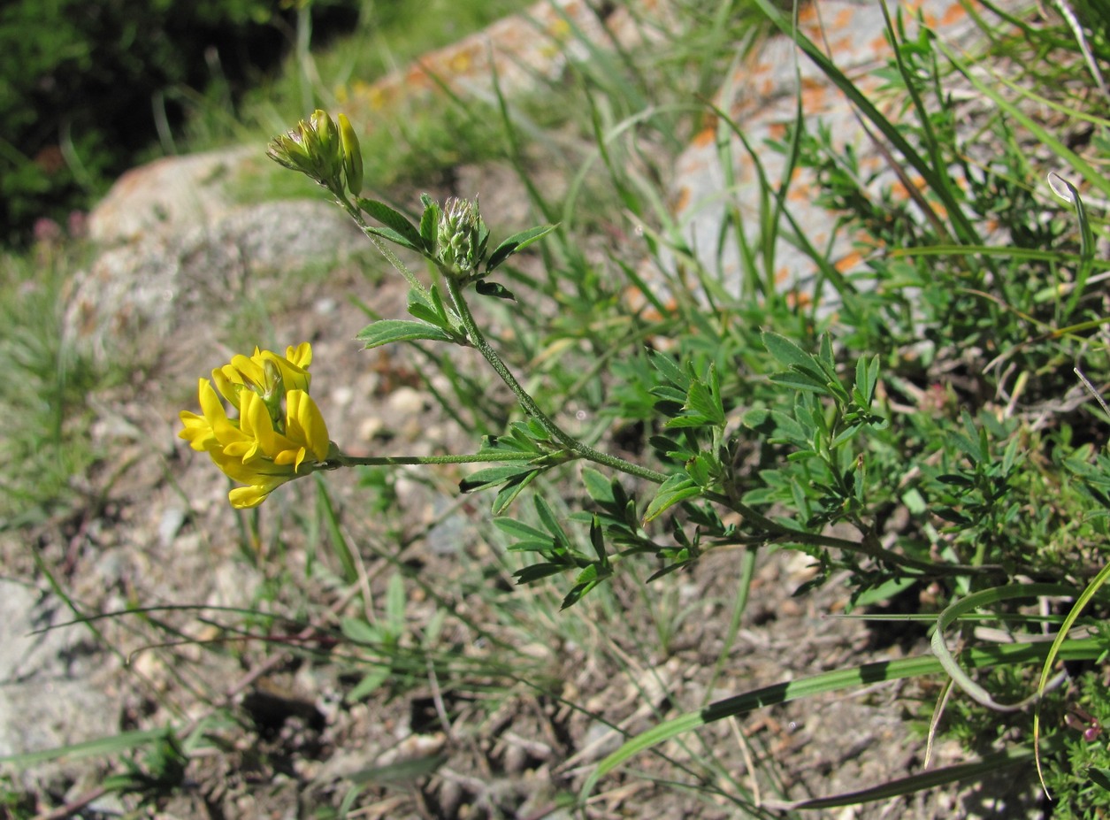 Изображение особи род Medicago.