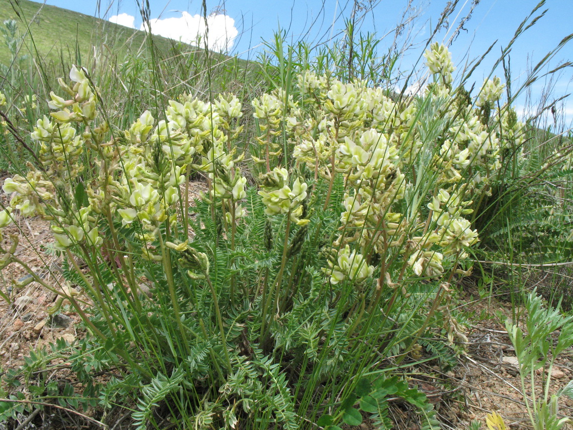 Изображение особи Oxytropis macrocarpa.