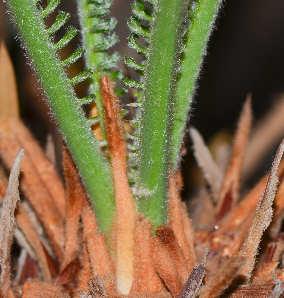 Image of Cycas revoluta specimen.