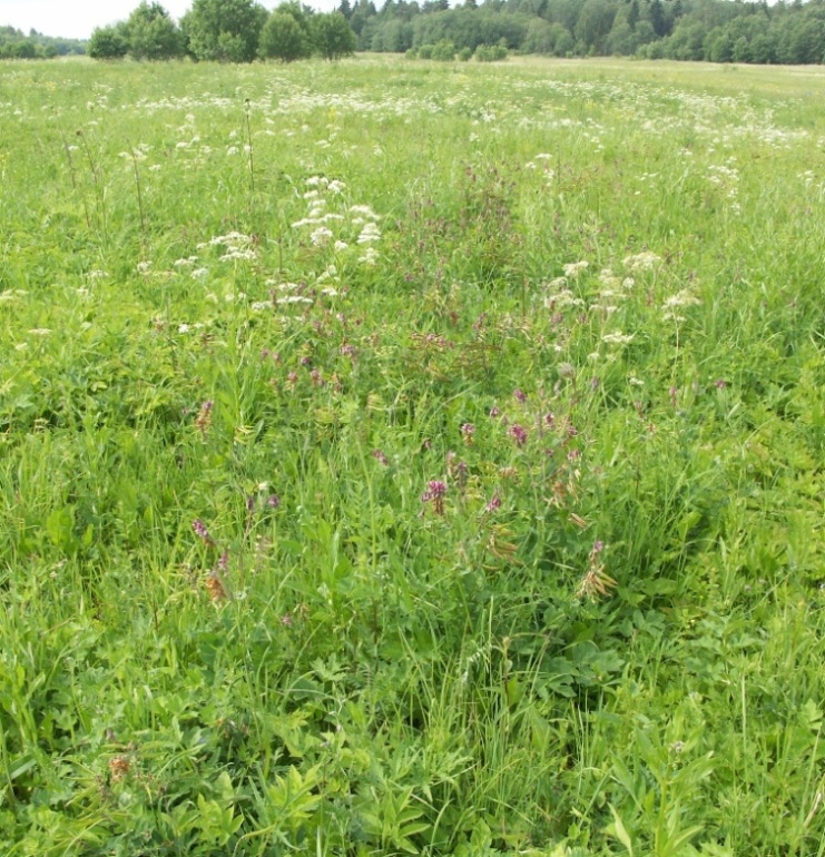 Image of Lathyrus pisiformis specimen.