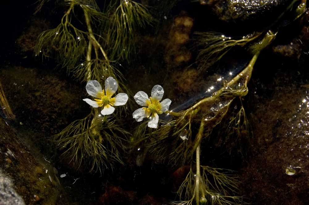 Изображение особи Ranunculus kauffmannii.