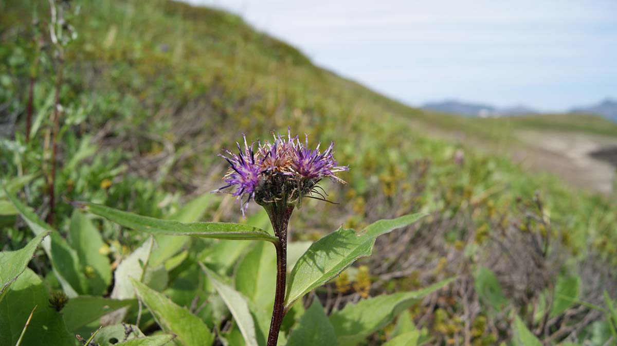 Image of Saussurea pseudotilesii var. alpicola specimen.