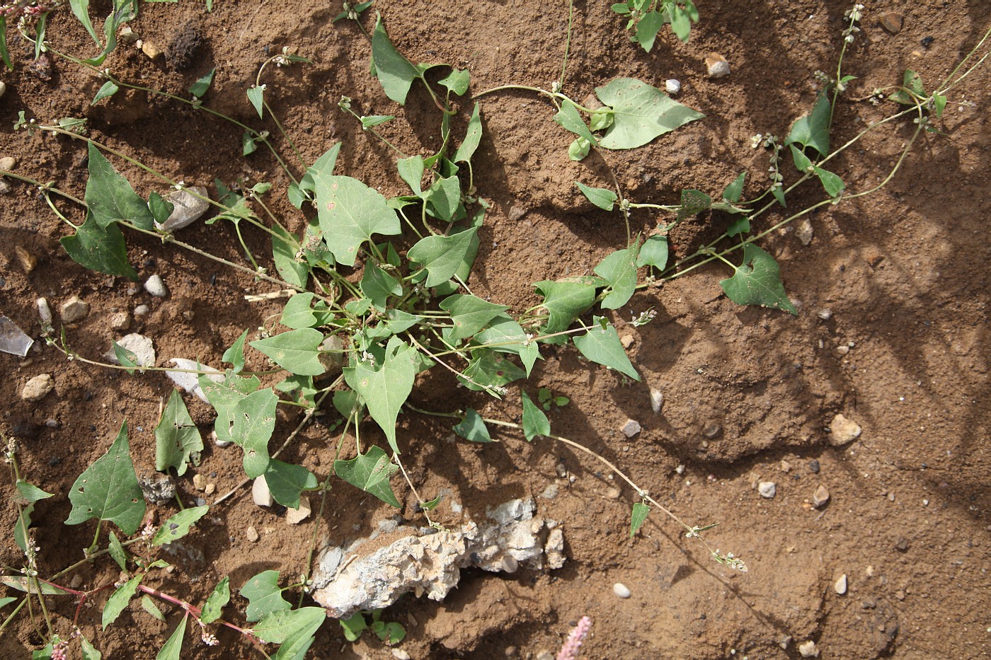 Изображение особи Fallopia convolvulus.