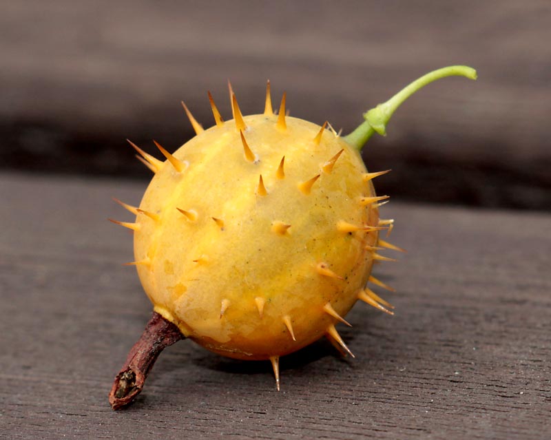 Image of Grossularia burejensis specimen.
