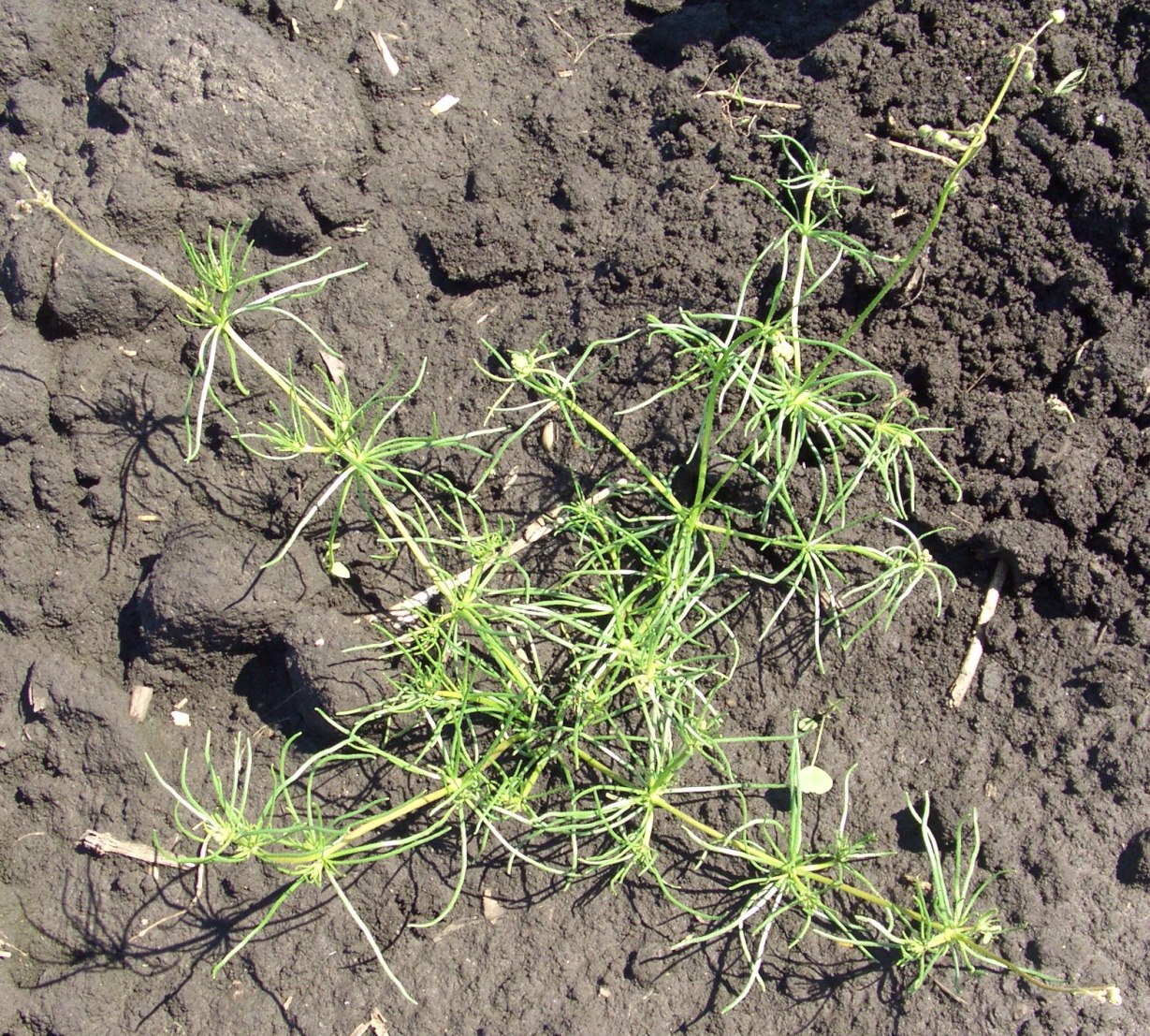 Image of Spergula arvensis specimen.