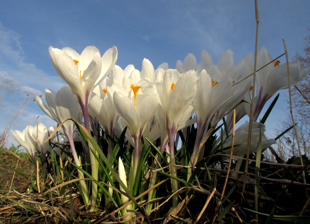 Изображение особи Crocus vernus.