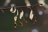 Tilia cordata