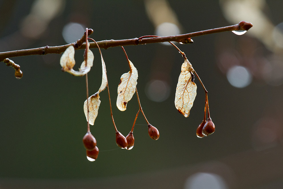 Image of Tilia cordata specimen.