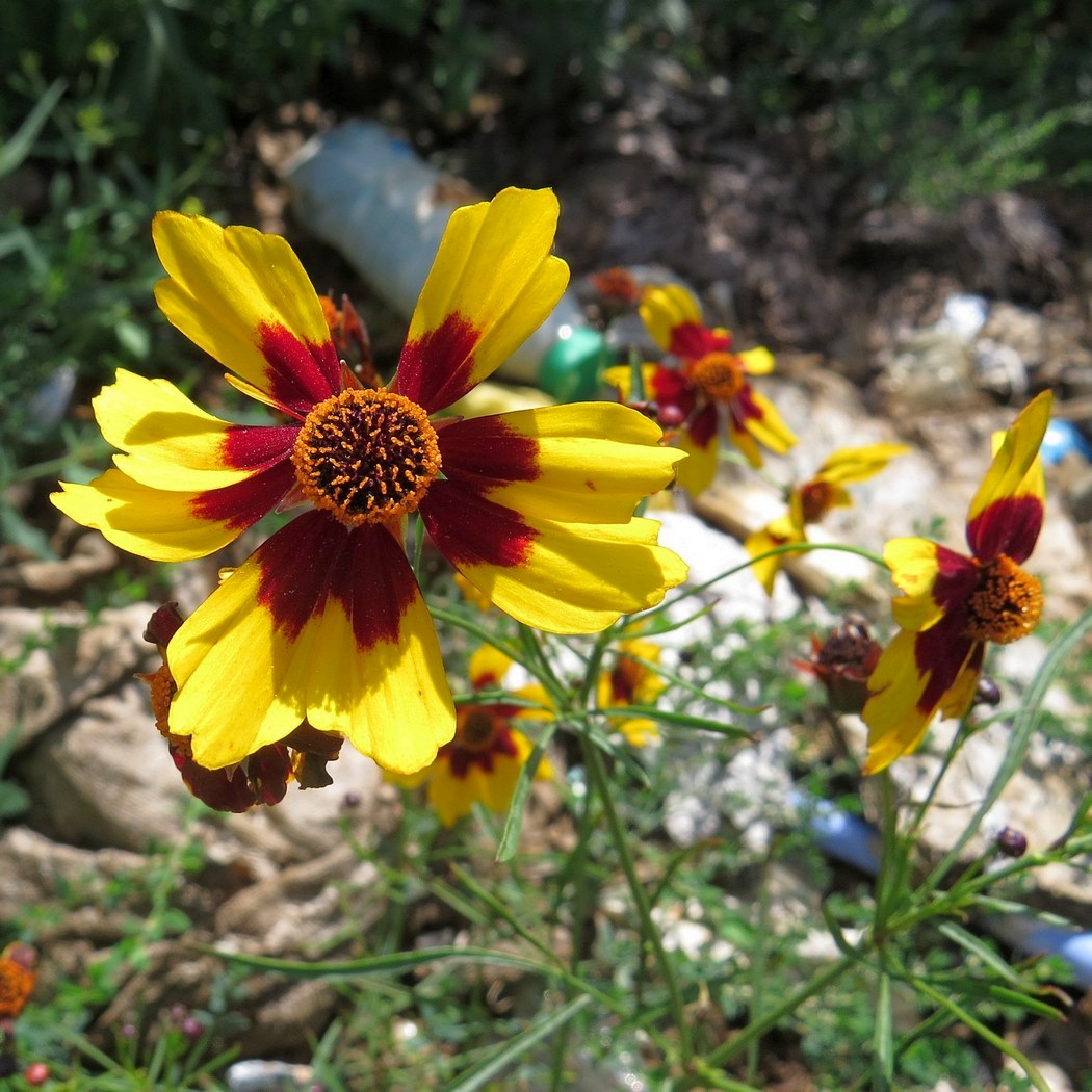 Image of Coreopsis tinctoria specimen.