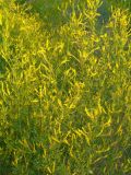 Melilotus officinalis