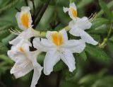 genus Rhododendron