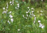 Eriophorum angustifolium