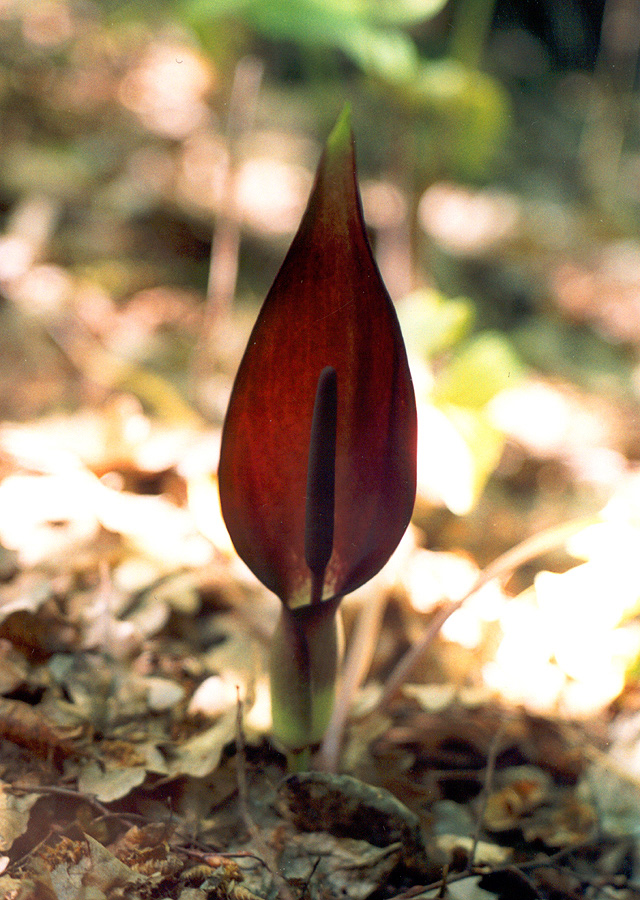 Изображение особи Arum elongatum.