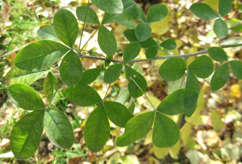 Изображение особи Laburnum anagyroides.