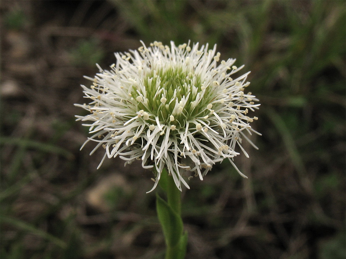 Изображение особи Globularia bisnagarica.