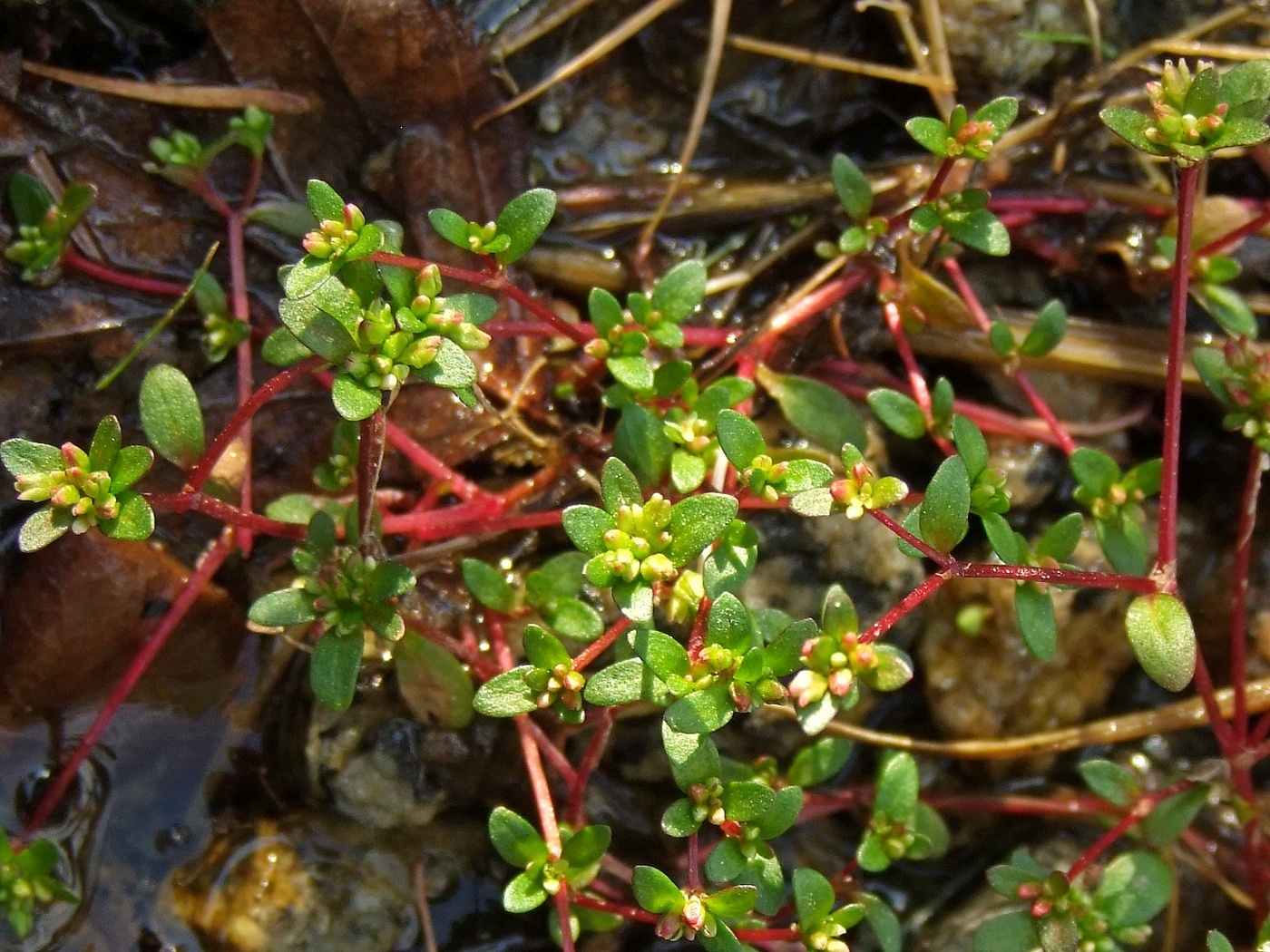 Image of Koenigia islandica specimen.