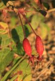 Rosa acicularis. Плоды. Сахалинская обл., Томаринский р-н, окр. г. Томари, каменистая осыпь у подножия склона сопки западной экспозиции. 20.08.2016.