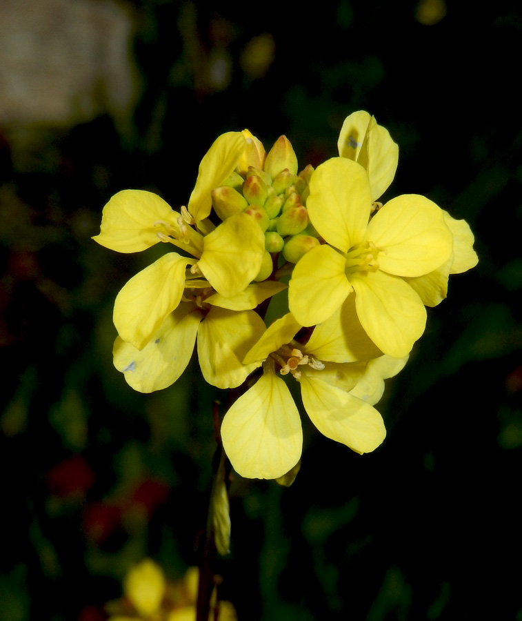 Изображение особи Rapistrum rugosum.