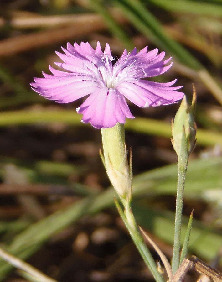 Изображение особи Dianthus carbonatus.