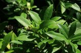 Skimmia repens